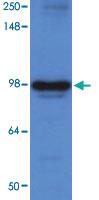 Anti-HSP90AB1 Mouse Monoclonal Antibody [clone: 2H3]