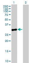 Anti-MPPED2 Mouse Polyclonal Antibody