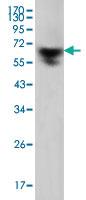 Anti-IgG Mouse Monoclonal Antibody [clone: 2E4]