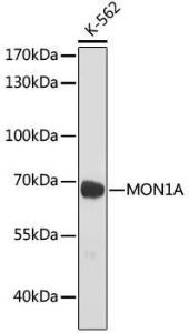 Western blot analysis of extracts of K-562 cells, using Anti-MON1A Antibody (A93011) at 1:1,000 dilution. The secondary antibody was Goat Anti-Rabbit IgG H&L Antibody (HRP) at 1:10,000 dilution.