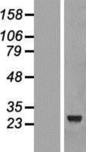 Anti-HIST3H3 Rabbit Polyclonal Antibody