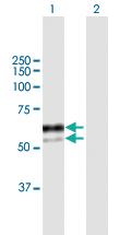 Anti-SNX8 Mouse Polyclonal Antibody