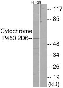 Anti-Cytochrome P450 2D6 Rabbit Polyclonal Antibody