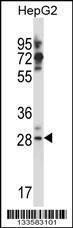 Anti-GSG1L Rabbit Polyclonal Antibody (APC (Allophycocyanin))