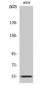 Anti-Cytochrome P450 2D6 Rabbit Polyclonal Antibody