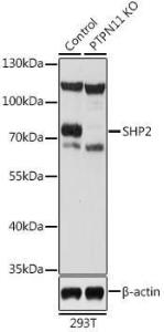 Western blot analysis of extracts from normal (control) and SHP2 knockout (KO) 293T cells, using Anti-SHP2 Antibody (A93012) at 1:1000 dilution. The secondary Antibody was Goat Anti-Rabbit IgG H&L Antibody (HRP) at 1:10000 dilution.