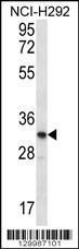 Anti-OR51L1 Rabbit Polyclonal Antibody (PE (Phycoerythrin))