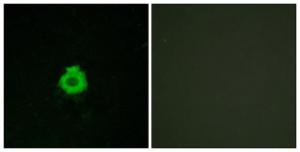 Anti-BAI2 Rabbit Polyclonal Antibody