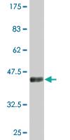 Anti-CDKN2D Mouse Monoclonal Antibody [clone: 2E10]