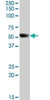 Anti-NR0B1 Goat Polyclonal Antibody