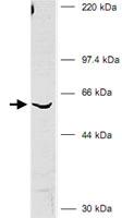 Anti-BIVM Rabbit Polyclonal Antibody