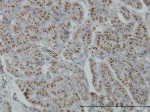 Anti-MGAT4A Mouse Monoclonal Antibody [clone: 4H4]