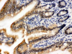 Anti-OGT Rabbit Polyclonal Antibody