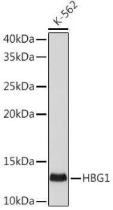 Western blot analysis of extracts of K-562 cells, using Anti-fetal hemoglobin Antibody [ARC1837] (A309083) at 1:500 dilution. The secondary antibody was Goat Anti-Rabbit IgG H&L Antibody (HRP) at 1:10,000 dilution.