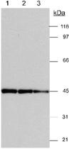 Anti-ACTG1 Rabbit Polyclonal Antibody