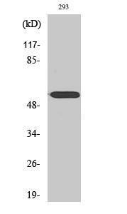 Anti-Cytochrome P450 2D6 Rabbit Polyclonal Antibody