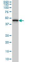 Anti-MAP2K7 Mouse Monoclonal Antibody [clone: 4E8]