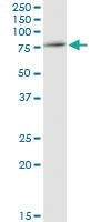 Anti-RUVBL2 Rabbit Polyclonal Antibody