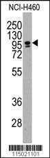 Anti-CBF (CEBPZ) Rabbit Polyclonal Antibody