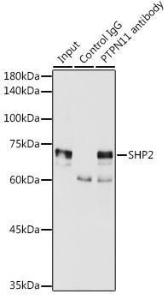 Immunoprecipitation analysis of 300 µg extracts of MCF7 cells using 3 µg of Anti-SHP2 Antibody (A93012). This Western blot was performed on the immunoprecipitate using Anti-SHP2 Antibody (A93012) at a dilution of 1:2000