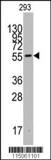 Anti-KLF4 Rabbit Polyclonal Antibody