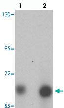 Anti-ANKLE1 Chicken Polyclonal Antibody