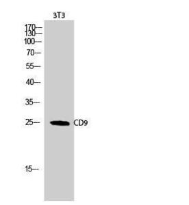 Western blot analysis of 3T3 cells using Anti-CD9 Antibody