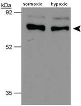 Anti-P4HTM Rabbit Polyclonal Antibody