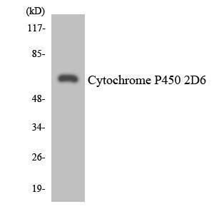 Western blot analysis of the lysates from HepG2 cells using Anti-Cytochrome P450 2D6 Antibody