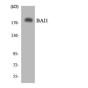 Western blot analysis of the lysates from HUVEC cells using Anti-BAI1 Antibody