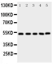 Anti-SMAD5 Rabbit Polyclonal Antibody