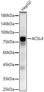 Antibody A93013-100 100 µl