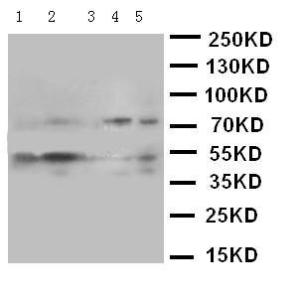 Anti-SMAD5 Rabbit Polyclonal Antibody