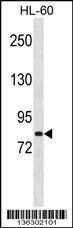 Anti-MSH5 Rabbit Polyclonal Antibody (AP (Alkaline Phosphatase))