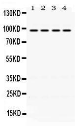 Anti-ALIX Rabbit Polyclonal Antibody