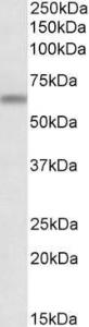 Anti-ATG16L1 Antibody (A83310) (0.1µg/ml) staining of Mouse Brain lysate (35µg protein in RIPA buffer). Detected by chemiluminescence.