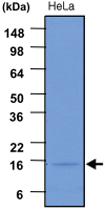 Anti-ISG15 Mouse Monoclonal Antibody [clone: 3E5]