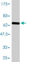 Anti-CD33 Mouse Monoclonal Antibody [clone: 2D12-G4]