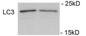 Anti-LC3C Rabbit Polyclonal Antibody (AP (Alkaline Phosphatase))