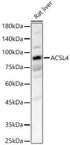 Antibody A93013-100 100 µl