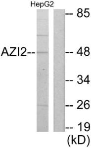 Western blot analysis of lysates from HepG2 cells using Anti-AZI2 Antibody. The right hand lane represents a negative control, where the antibody is blocked by the immunising peptide