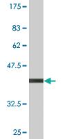 Anti-APOM Mouse Monoclonal Antibody [clone: 1A2]