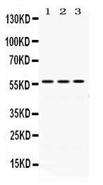 Anti-ERp57 Rabbit Polyclonal Antibody