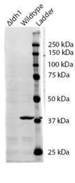 Anti-IDH1 Antibody (A84925) (0.5µg/ml) staining of S. cerevisiae S288c lysate (35µg protein in RIPA buffer). Primary incubation was 1 hour. Detected by chemiluminescence. The blocking buffer contained non-animal derived protein.