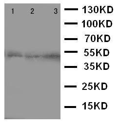 Anti-CCR9 Rabbit Polyclonal Antibody