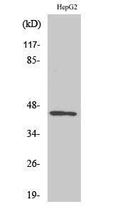 Western blot analysis of various cells using Anti-AZI2 Antibody