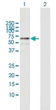 Anti-MITF Rabbit Polyclonal Antibody