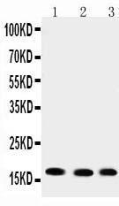 Anti-UBE2I/UBC9 Rabbit Antibody