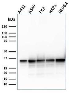 Antibody A248871-100 100 µg