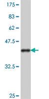 Anti-TEP1 Mouse Polyclonal Antibody